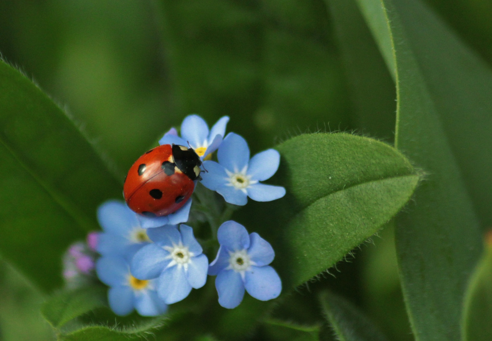 Ladybug on Flowers